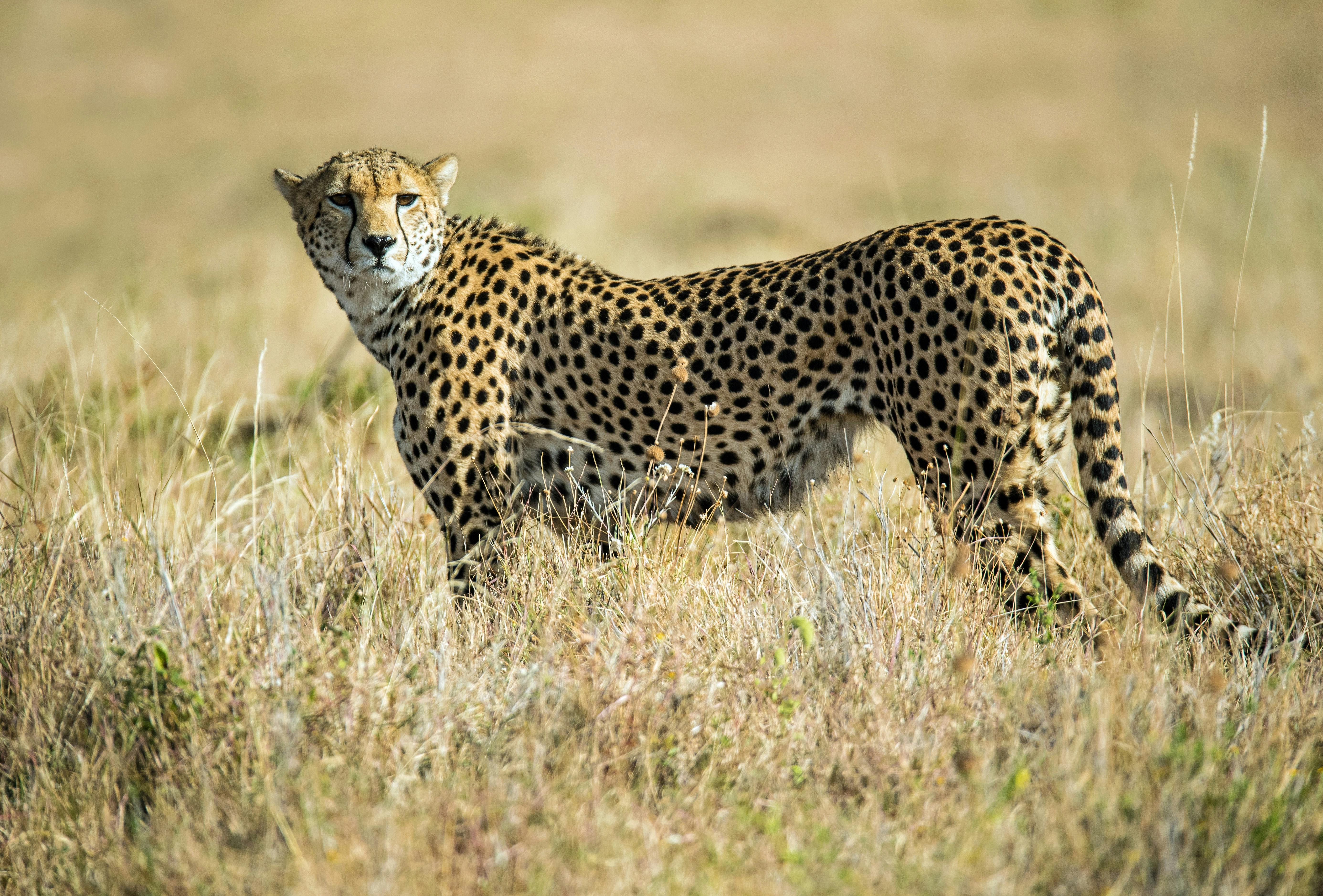 Connecting key areas for cheetah