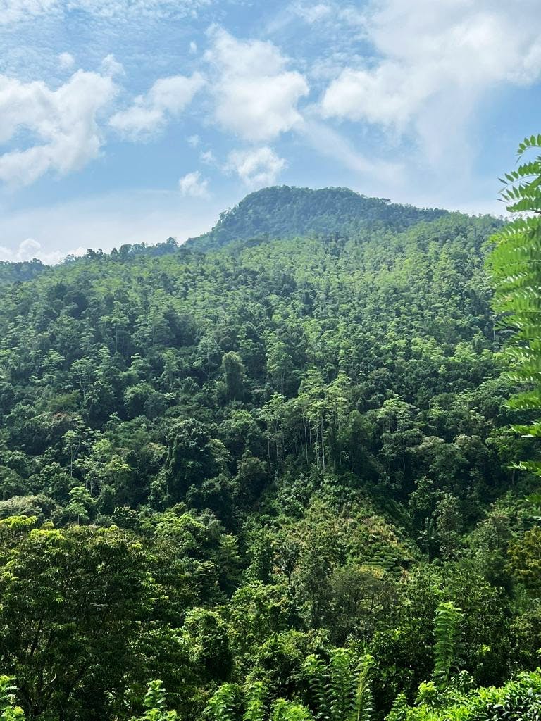 Protecting Endemic Species in Sri Lankan Lowland Rainforests