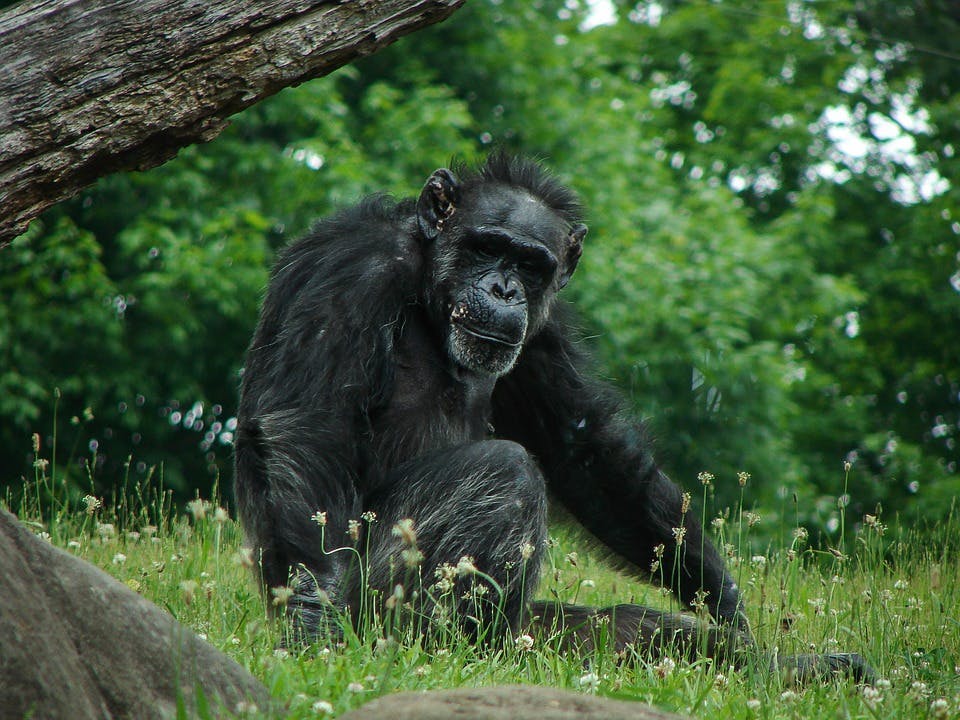Protecting chimpanzee habitat