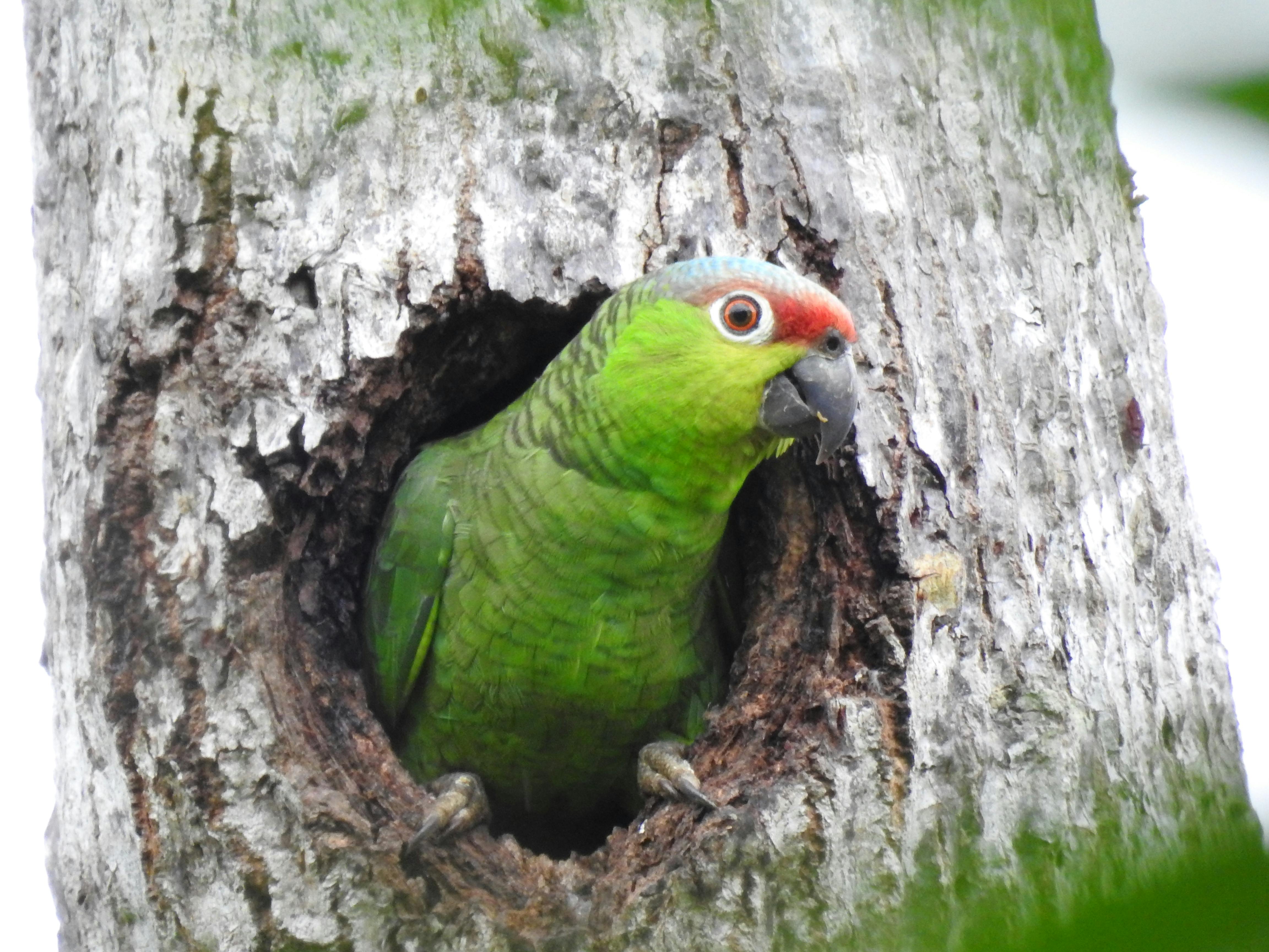Fundación Jocotoco and the Las Balsas community partner to protect the highly threatened Lilacine Amazon parrot