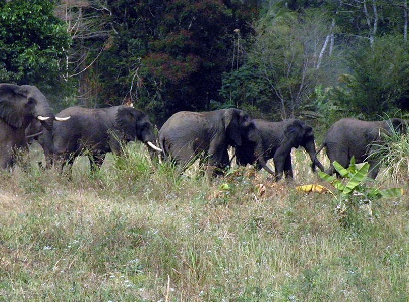 Securing the Kilombero Elephant Corridor in Tanzania