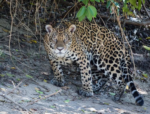 Expanding the Northern Jaguar Reserve 