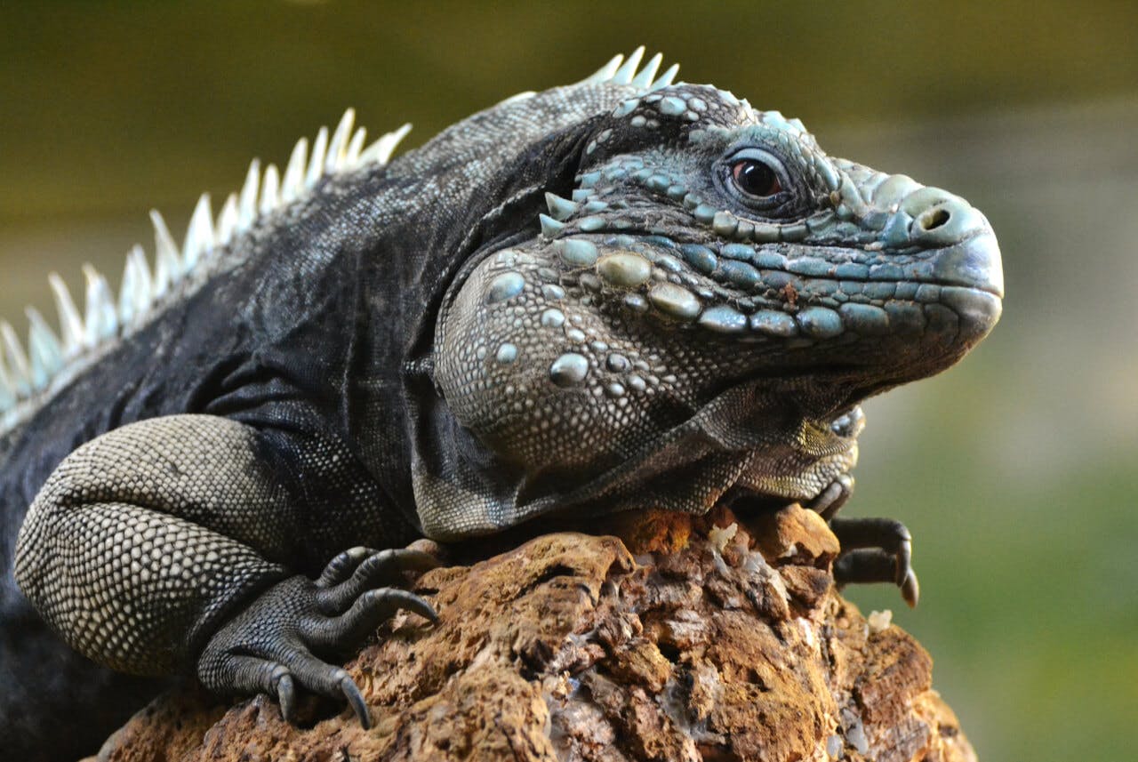Extending the Salina Reserve to Protect Blue Iguanas