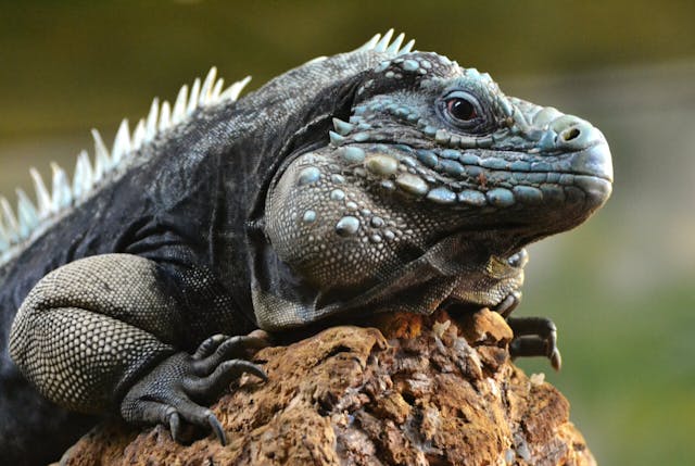 Extending the Salina Reserve to Protect Blue Iguanas | The Quick ...