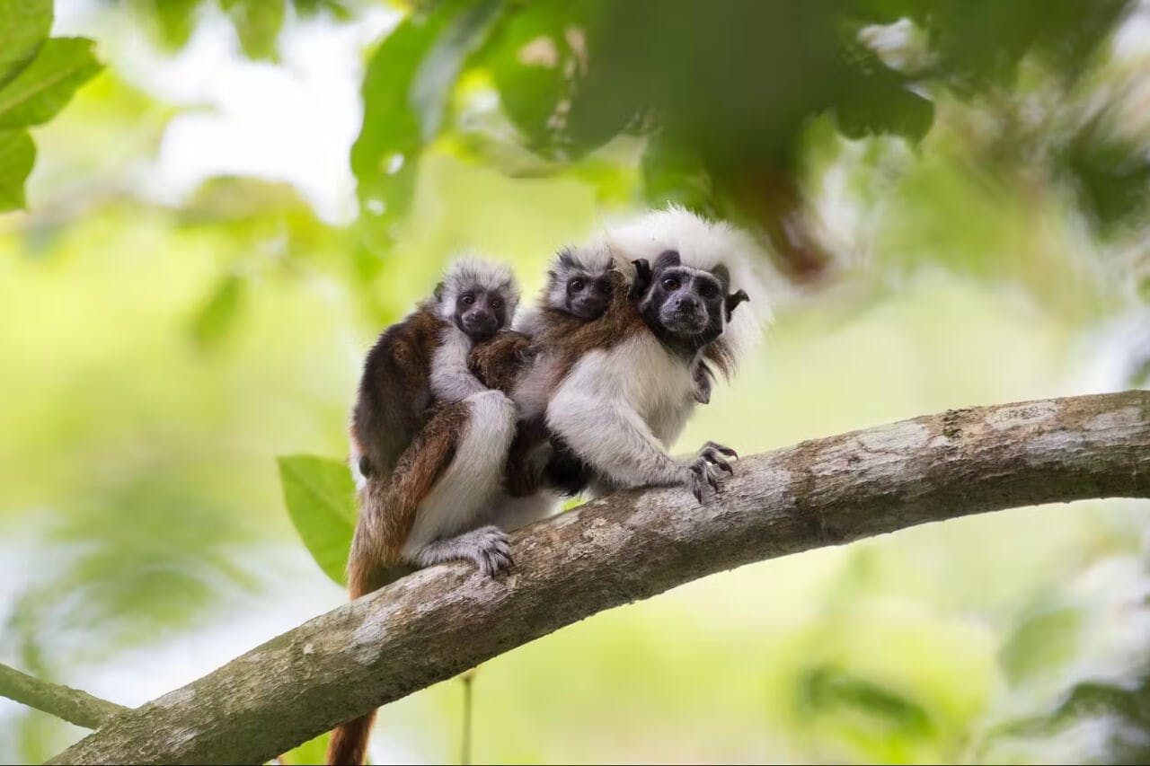 Protecting the forest home of the Critically Endangered cotton-top tamarins (Saguinus oedipus) in northern Colombia