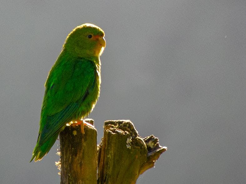 Biological Station for the Rufous-fronted Parakeet