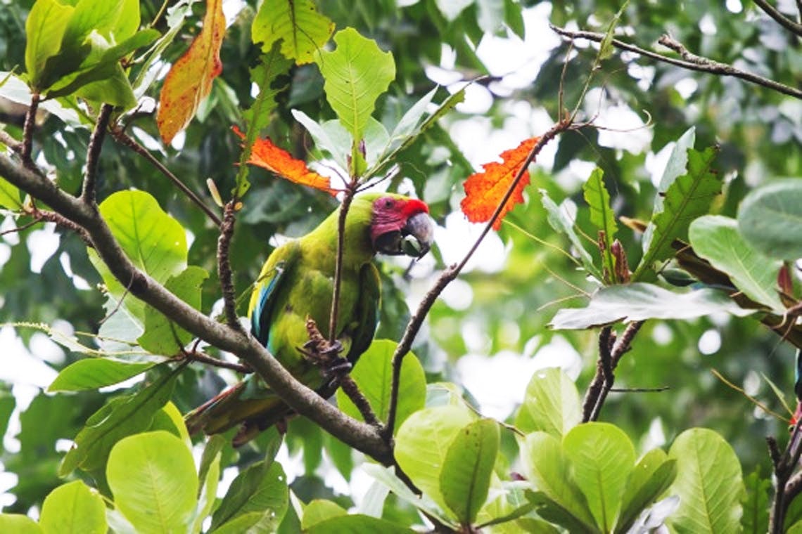 Protecting Atlantic Lowland Forests in Costa Rica