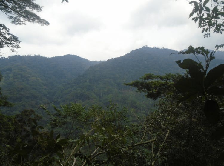 Creating Community Forest Concessions for Conservation 