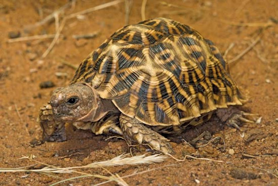 Expanding the Geometric Tortoise Preserve | The Quick Response Fund for ...