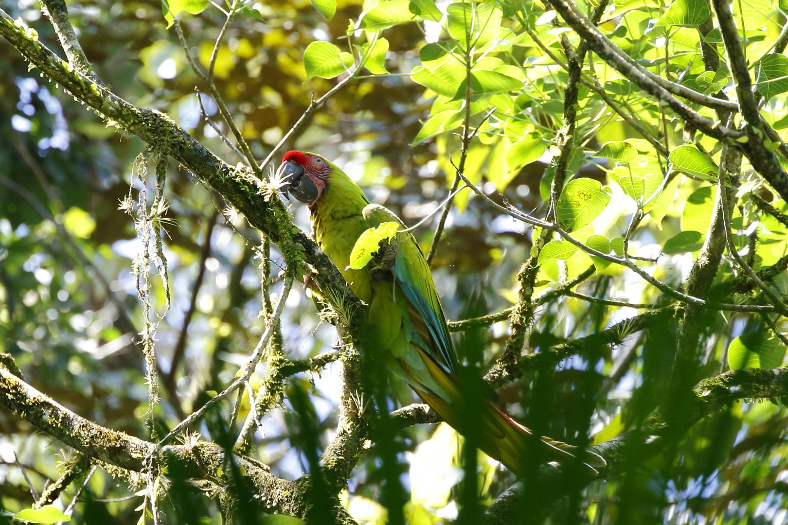 Migration biocorridor for the Great Green Macaw