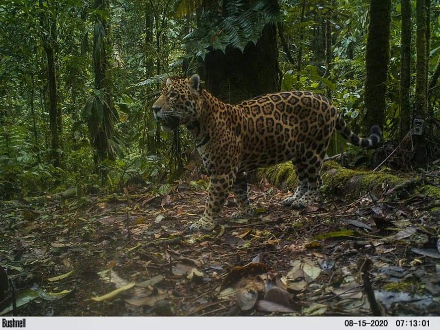 Sumac Muyu Foundation expands Río Bigal Reserve and conserves more territory for jaguars in Ecuador