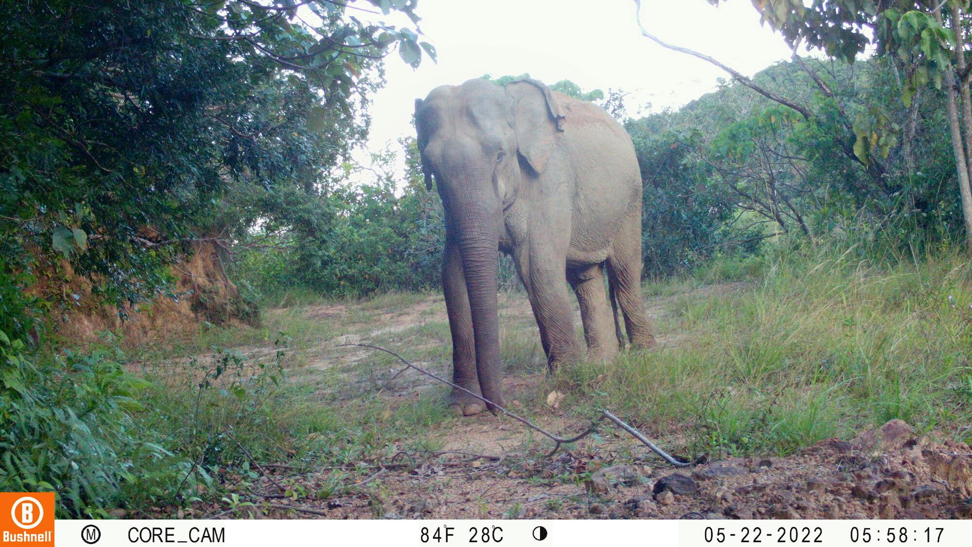 Protecting a Critical Corridor for Sri Lankan Leopards and Elephants