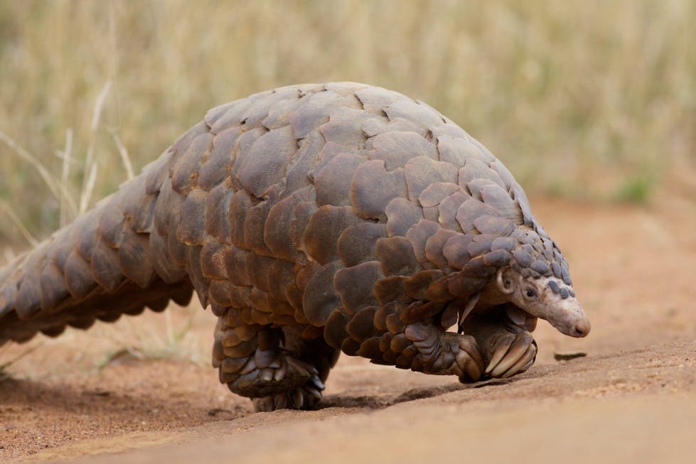 Environmental Defenders of Ngetha Media Association for Peace acquire land to conserve the critically endangered African pangolins