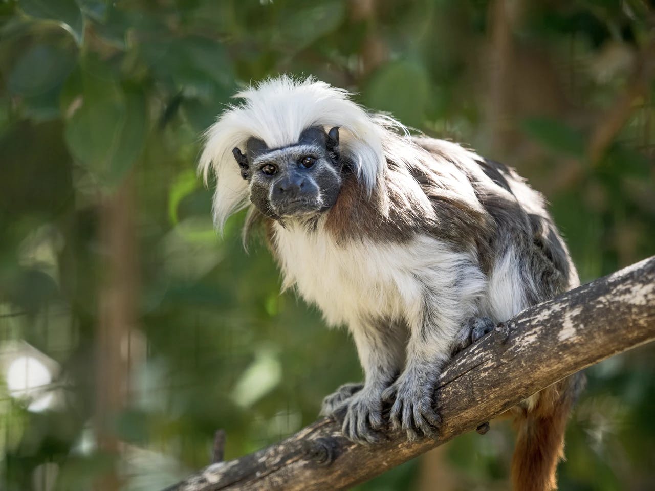 Protecting the forest home of the critically endangered cotton-top tamarins in Northern Colombia