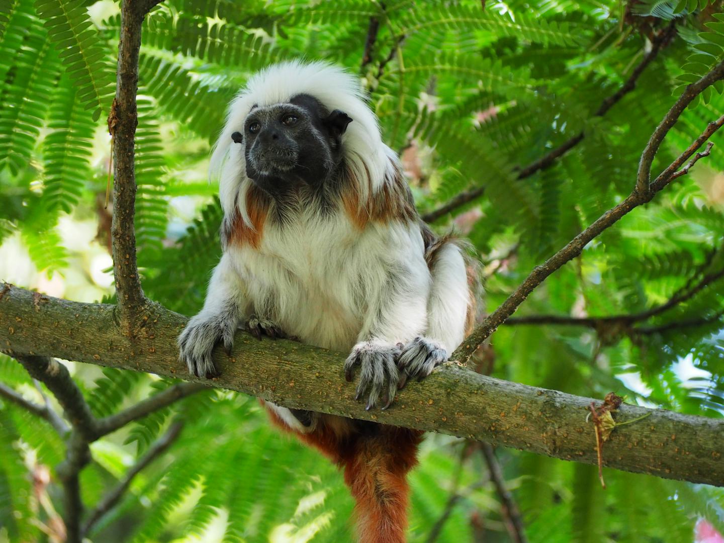 Protecting the Tití The Quick Response Fund for Nature