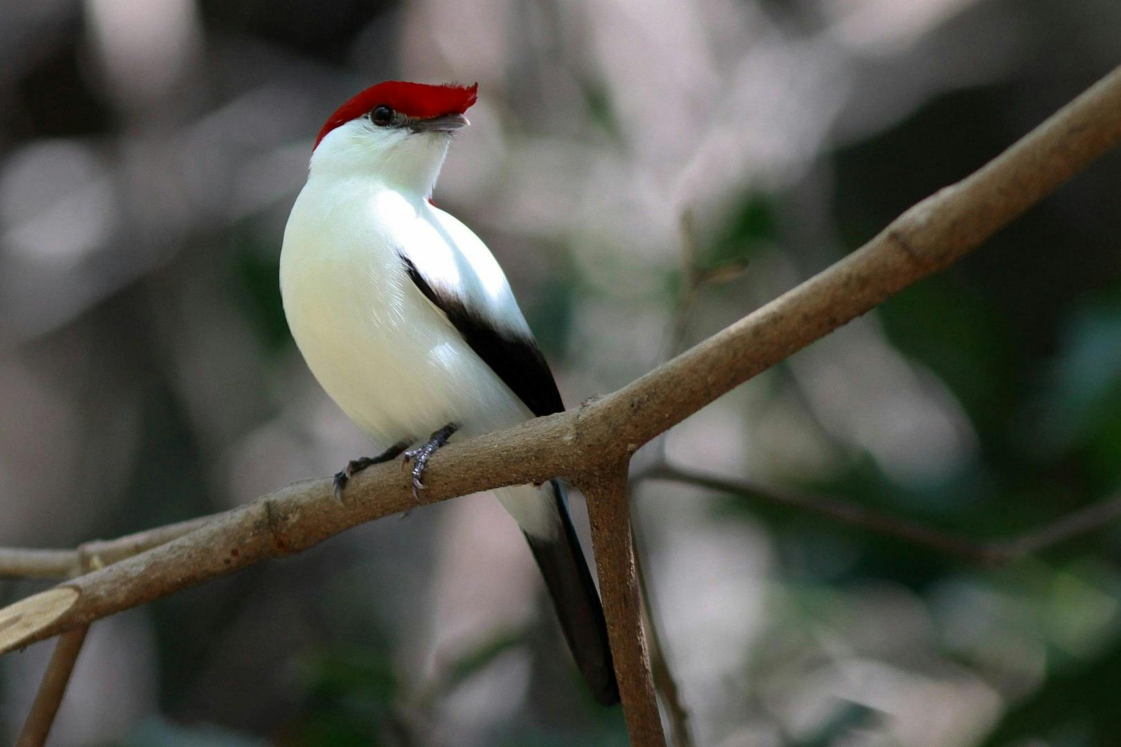 Expanding Protection for the Araripe Manakin in Brazil 