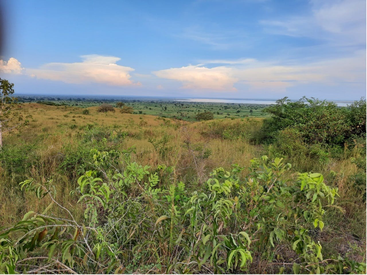 Land acquisition in Murchison Falls Conservation Areas helps protect endangered species in Uganda