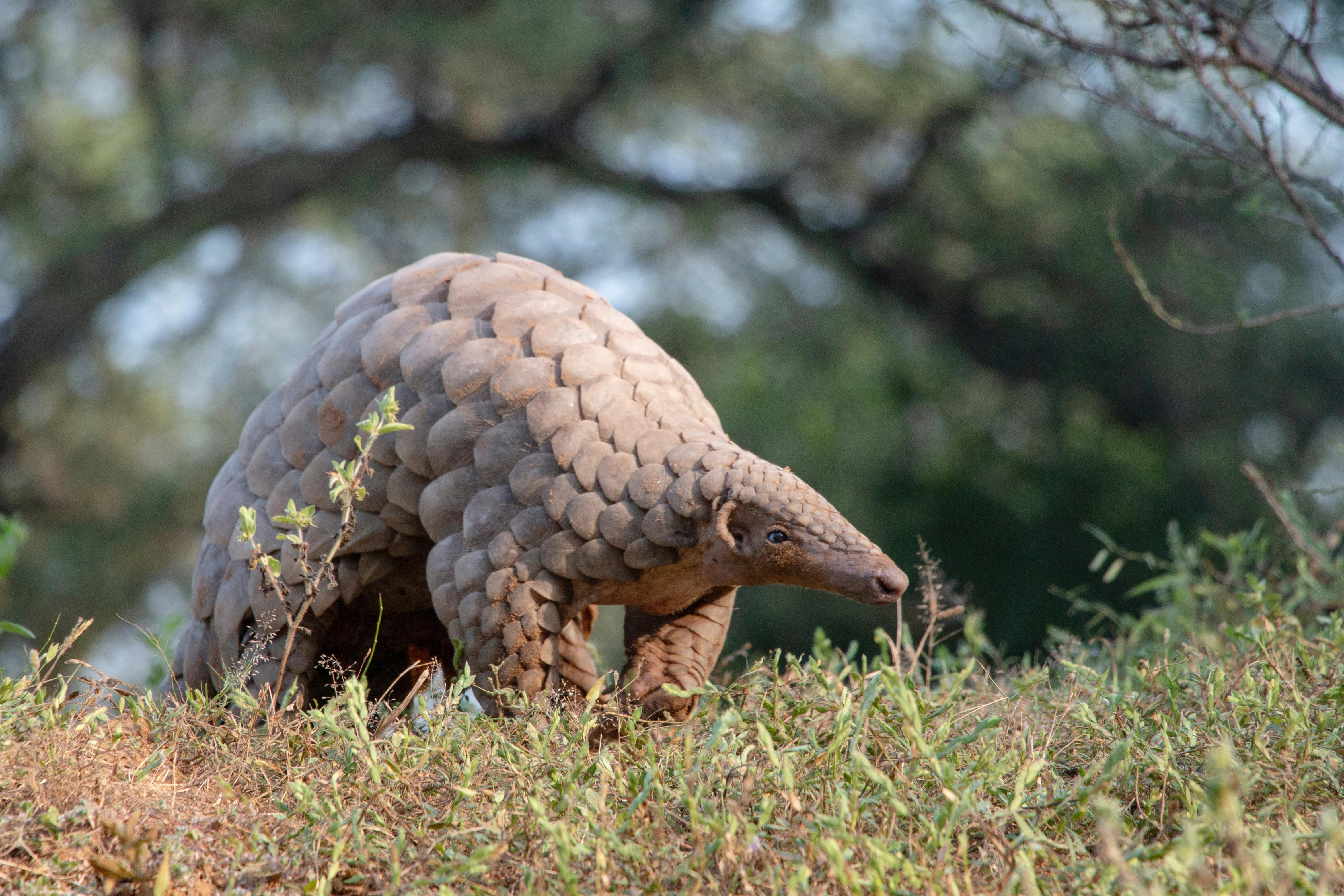 Disaster Relief for Communities and Pangolins