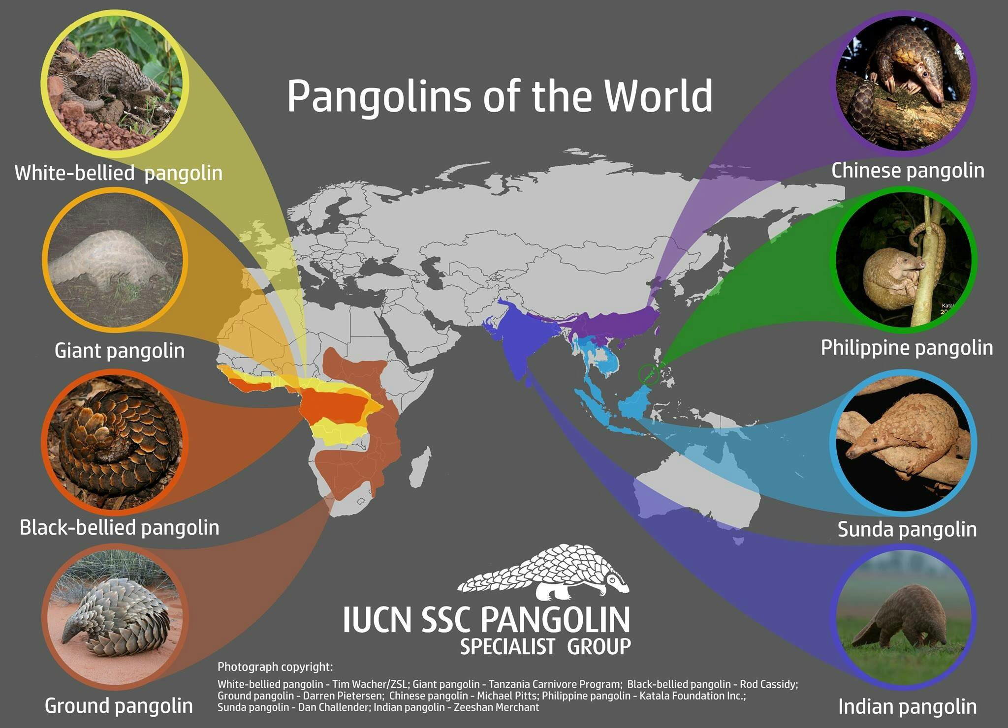 Distribution and Status | Pangolin Crisis Fund