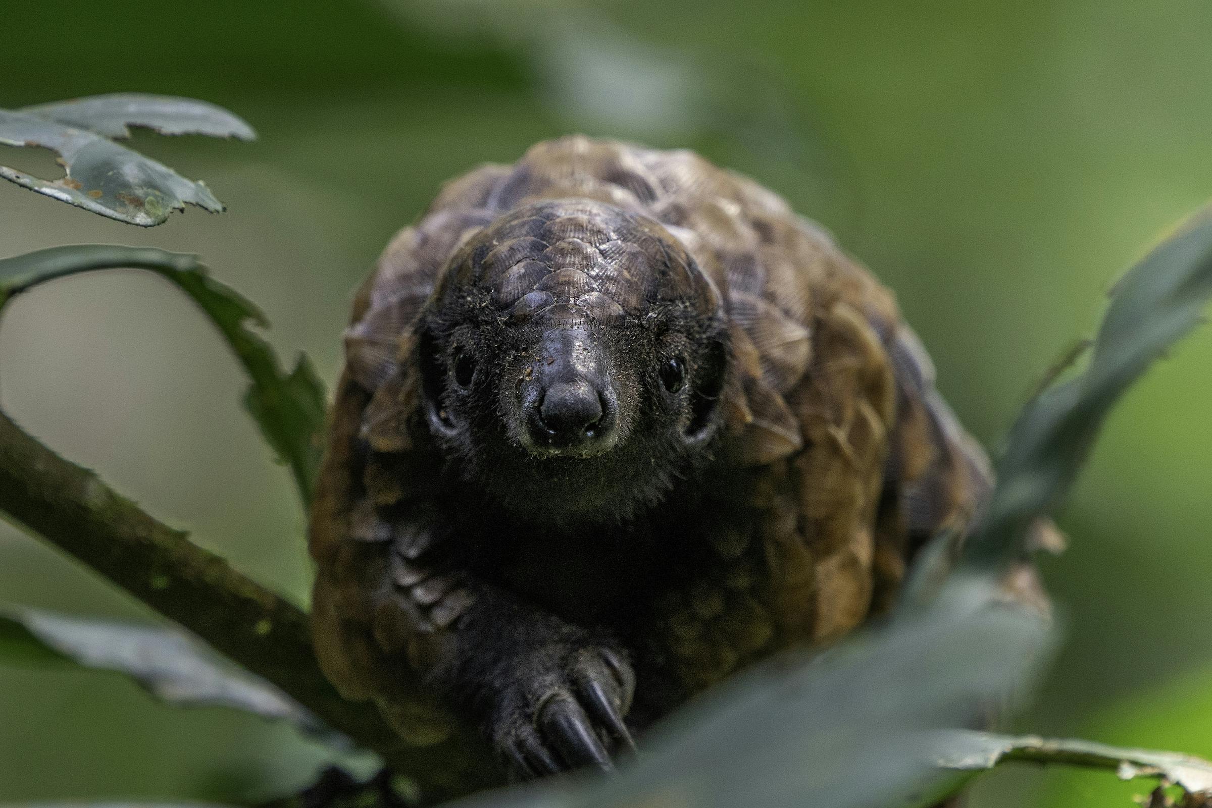 8 Ways to Give Back to Pangolins