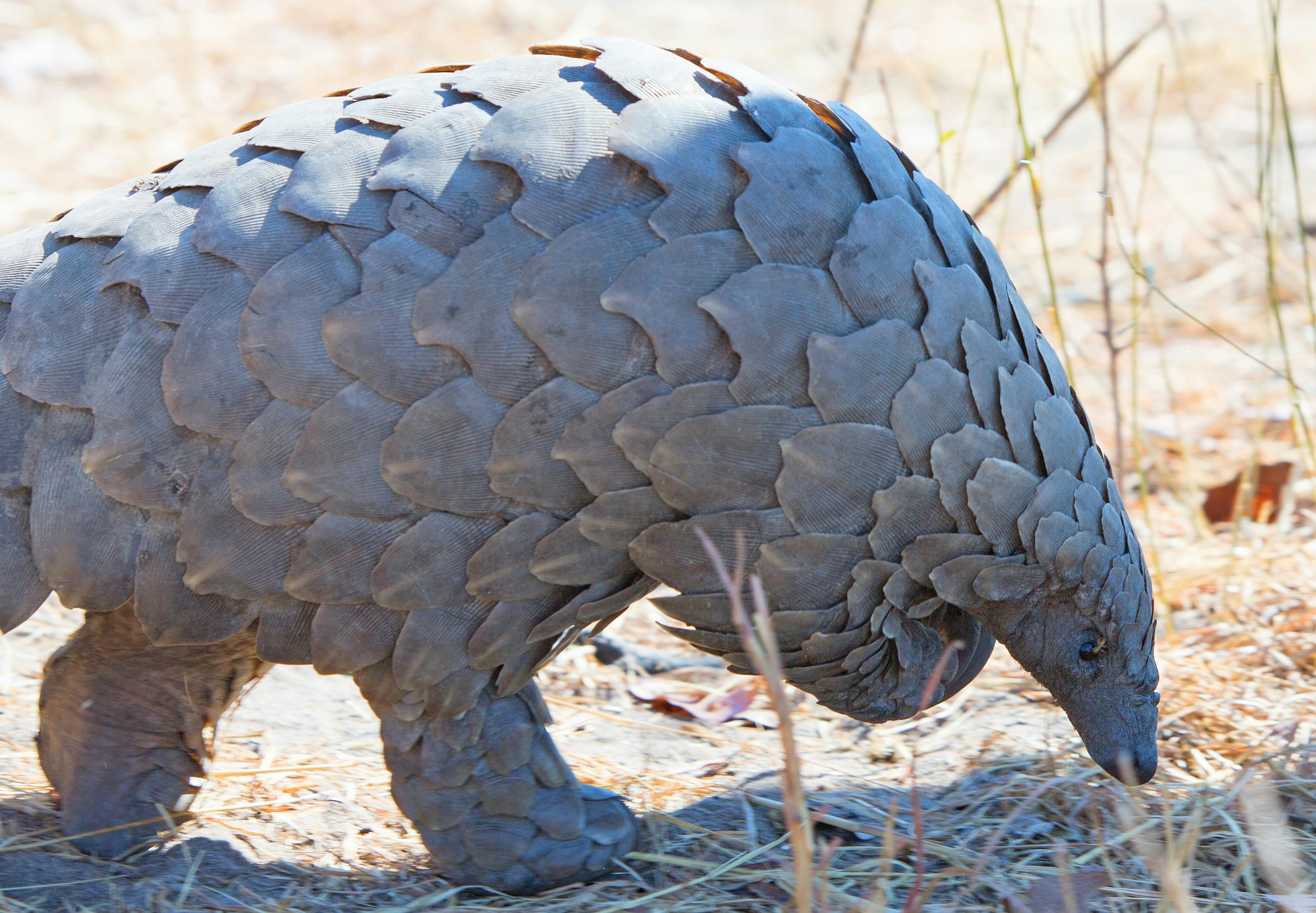 Pangolin Rescue and Release Program in Zimbabwe