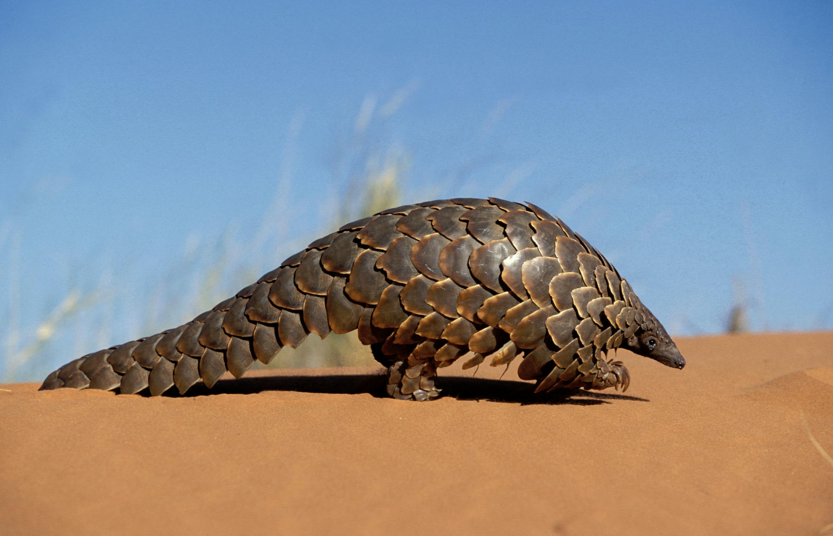 Preventing Accidental Pangolin Deaths in South Africa
