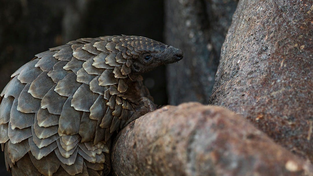 Improving Pangolin Conservation in Cameroon