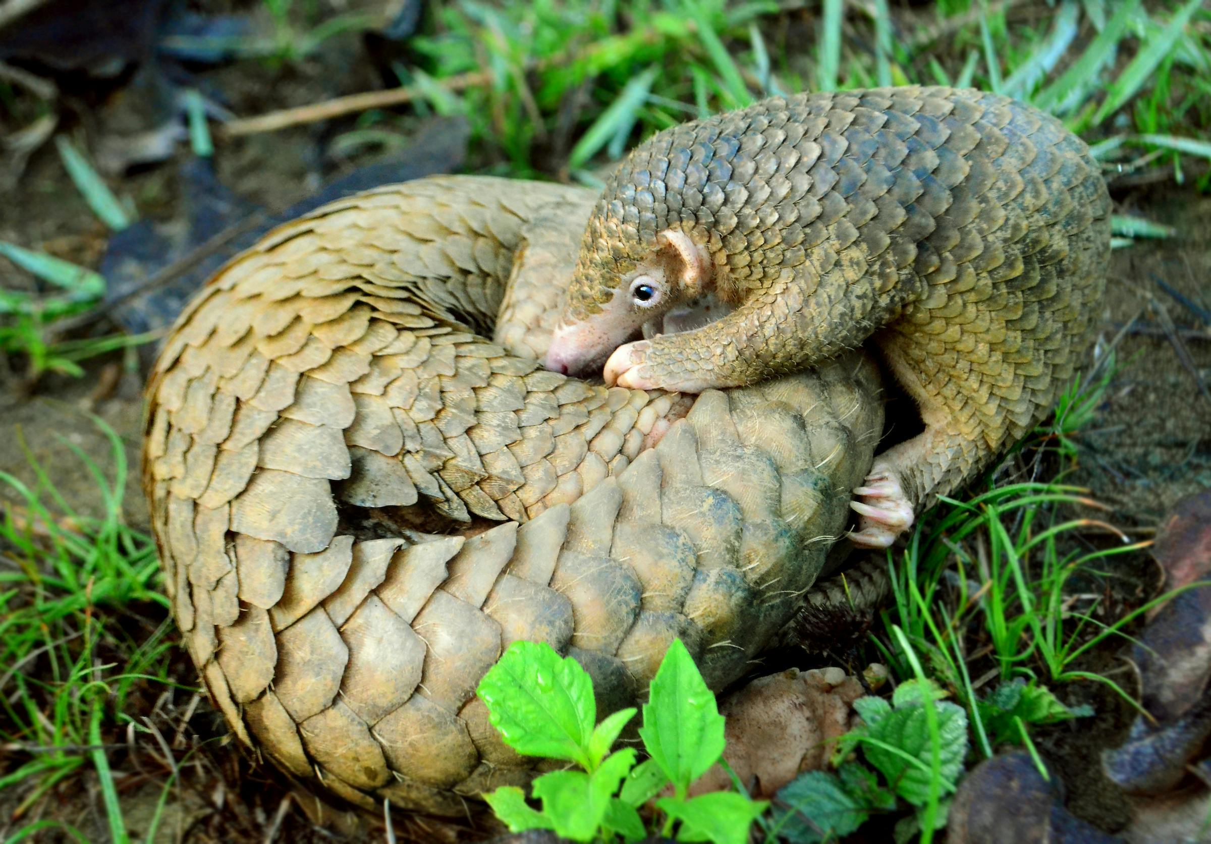 Creating Sustainable Habitat for Palawan Pangolins and People 