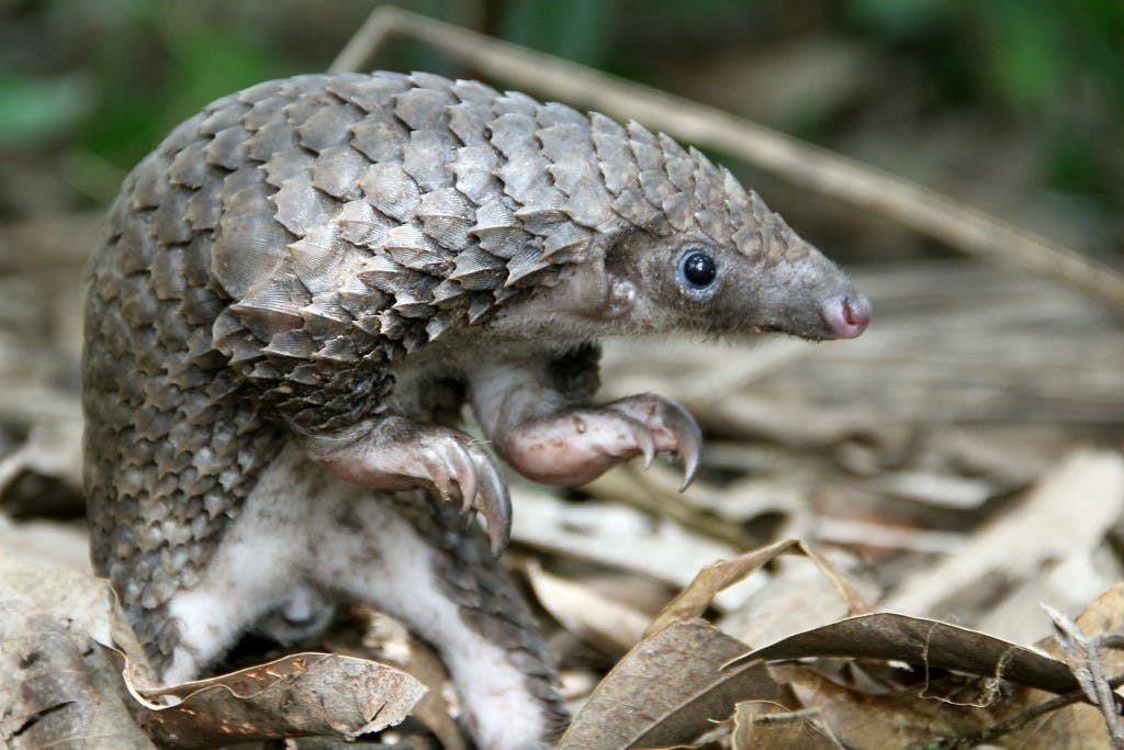 Africa’s Pint-Sized Tree Pangolins