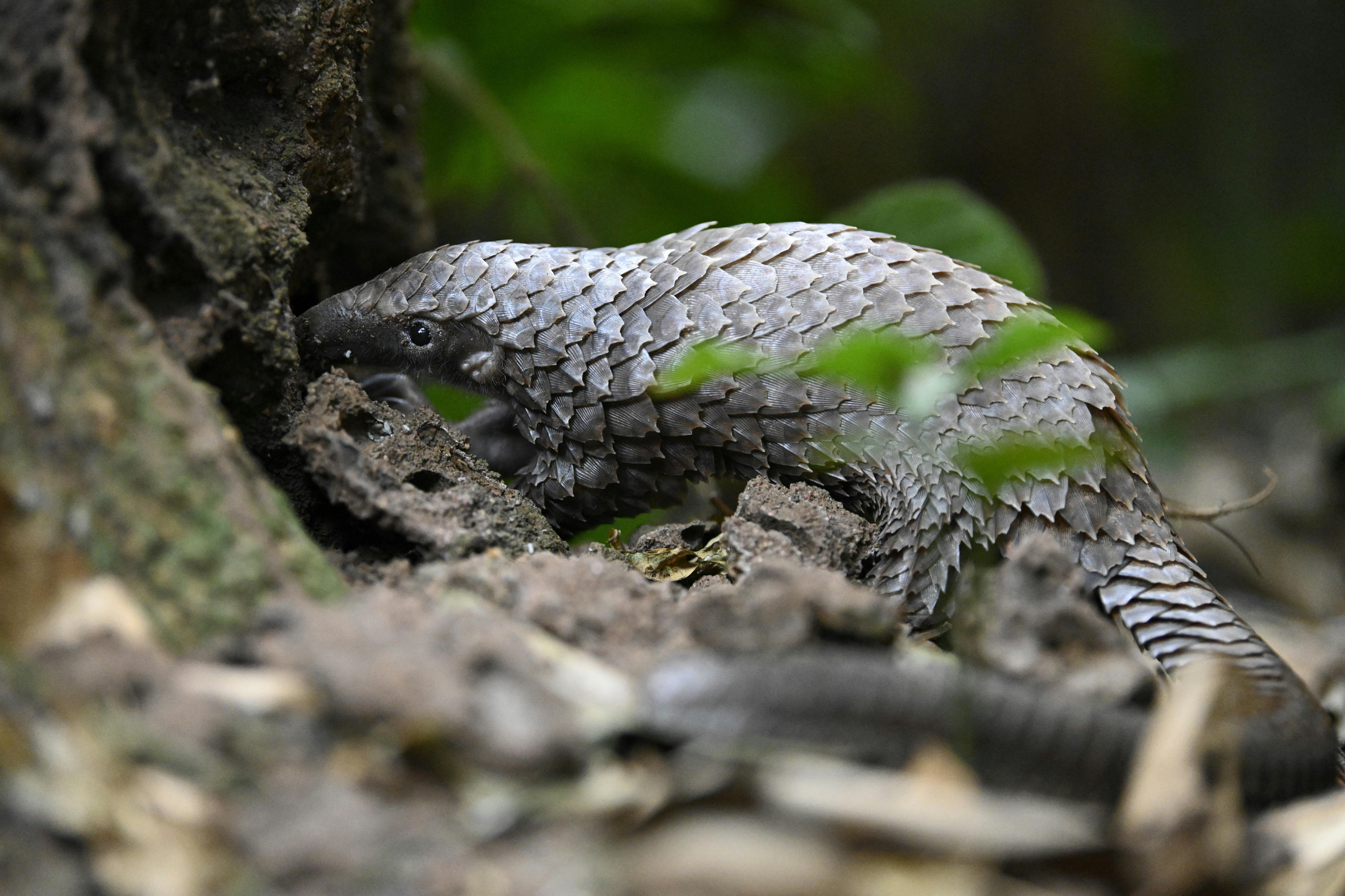 Securing Legal Reform to Better Tackle Pangolin Trafficking in Nigeria