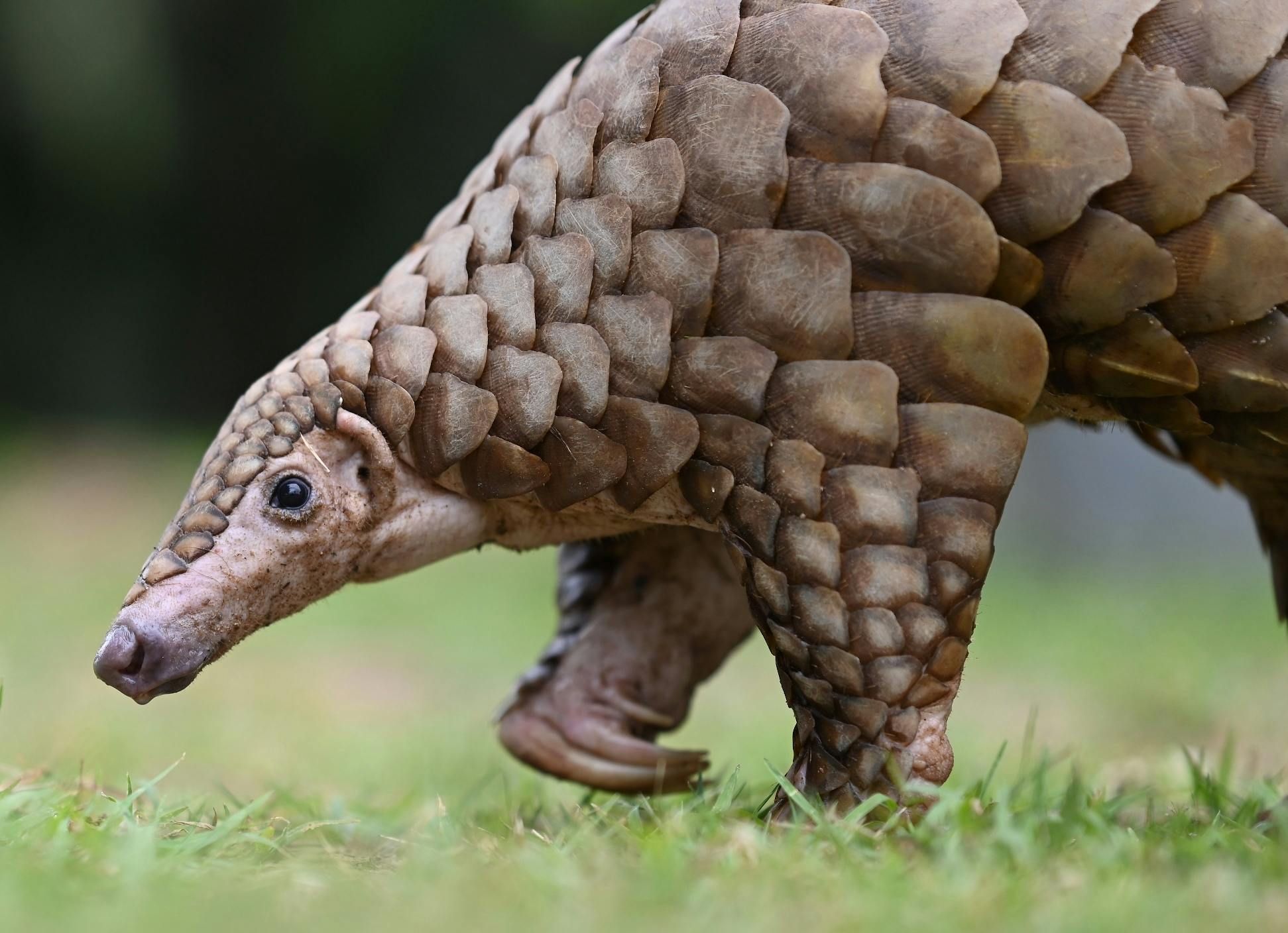 Watch the Pangolin Crisis Fund's Talk from Expo 2022