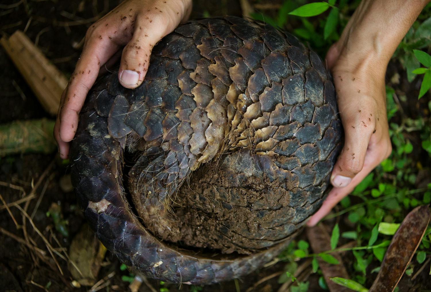 Learning about Pangolins amidst COVID-19