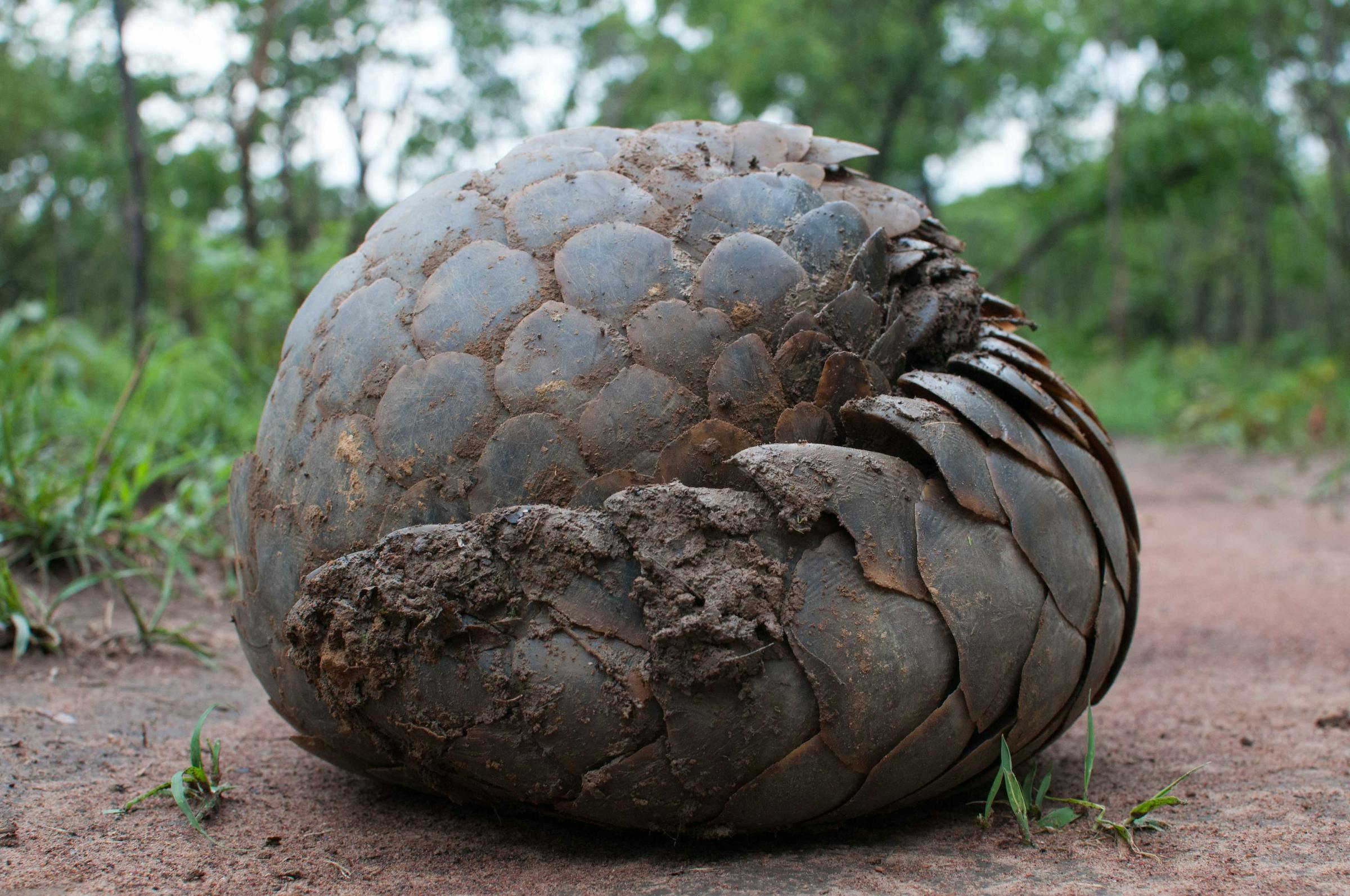 Pangolin Rescue, Release and Rehabilitation in Zambia
