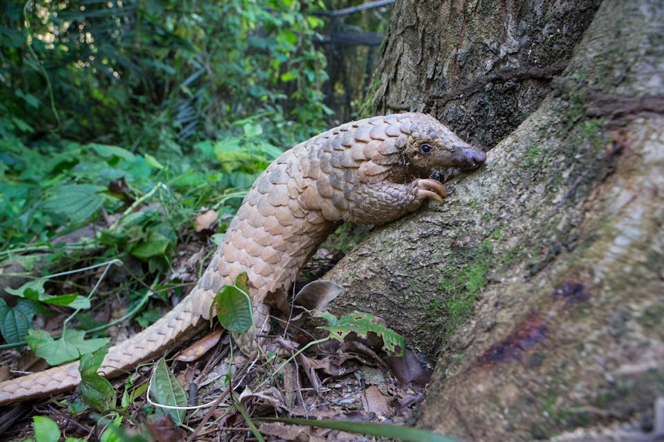 Conserving the Sunda Pangolin through an integrated approach in West ...