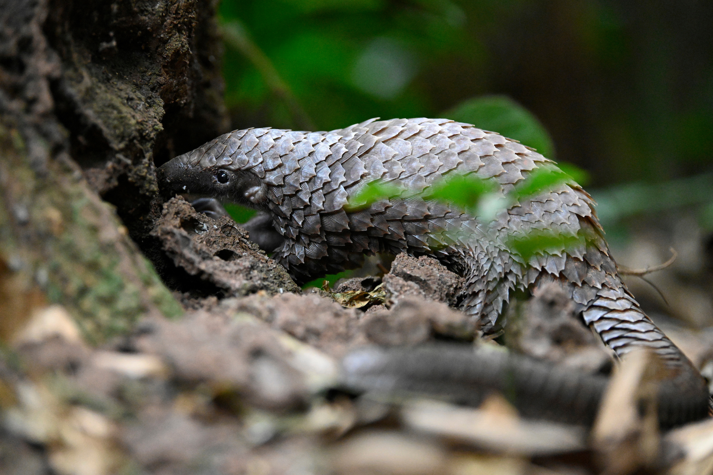 Persistent Pangolins: Nature’s Pest Control And Soil Caretakers ...