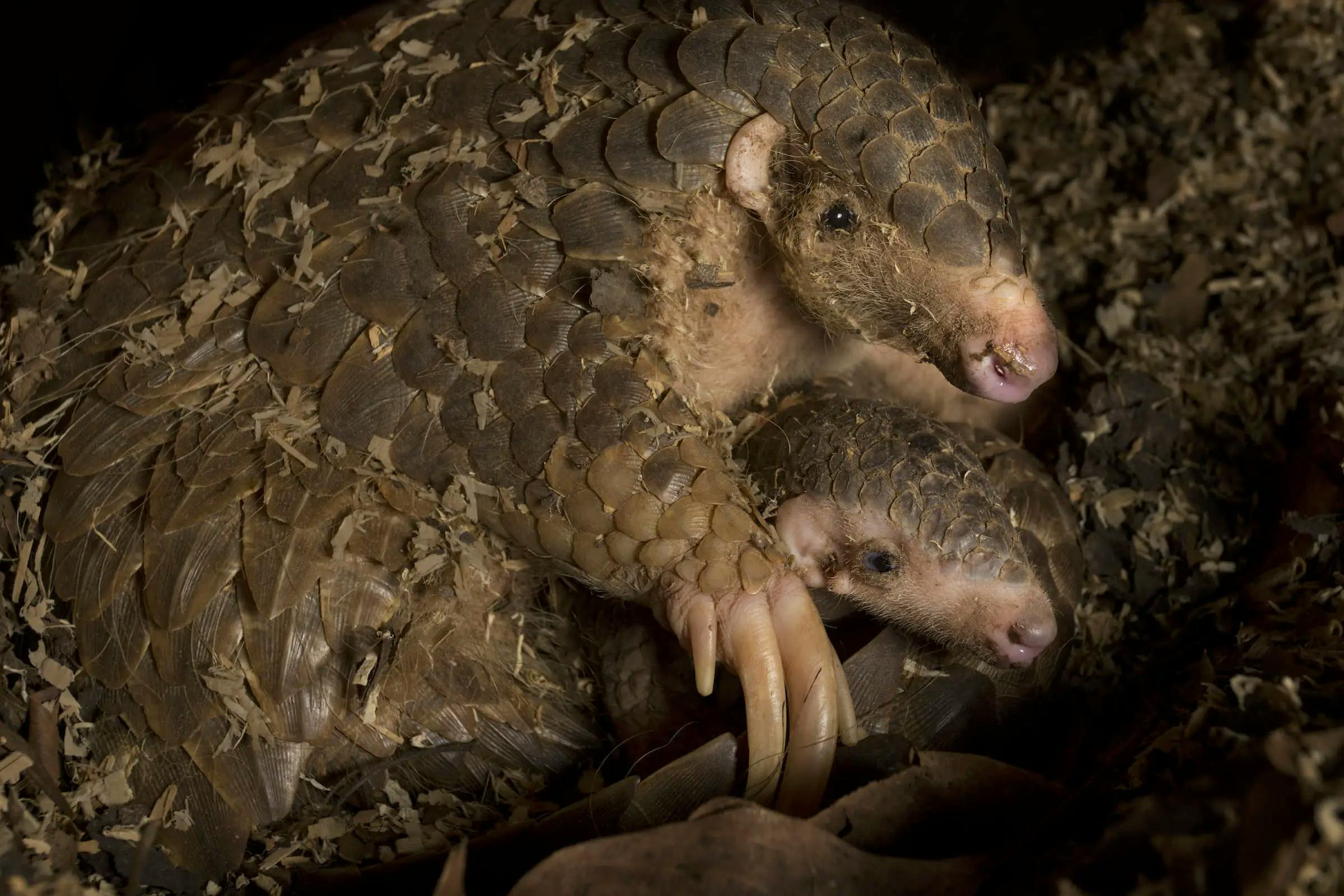 Earth Burrowing, Ground-Dwelling Pangolins of Asia 
