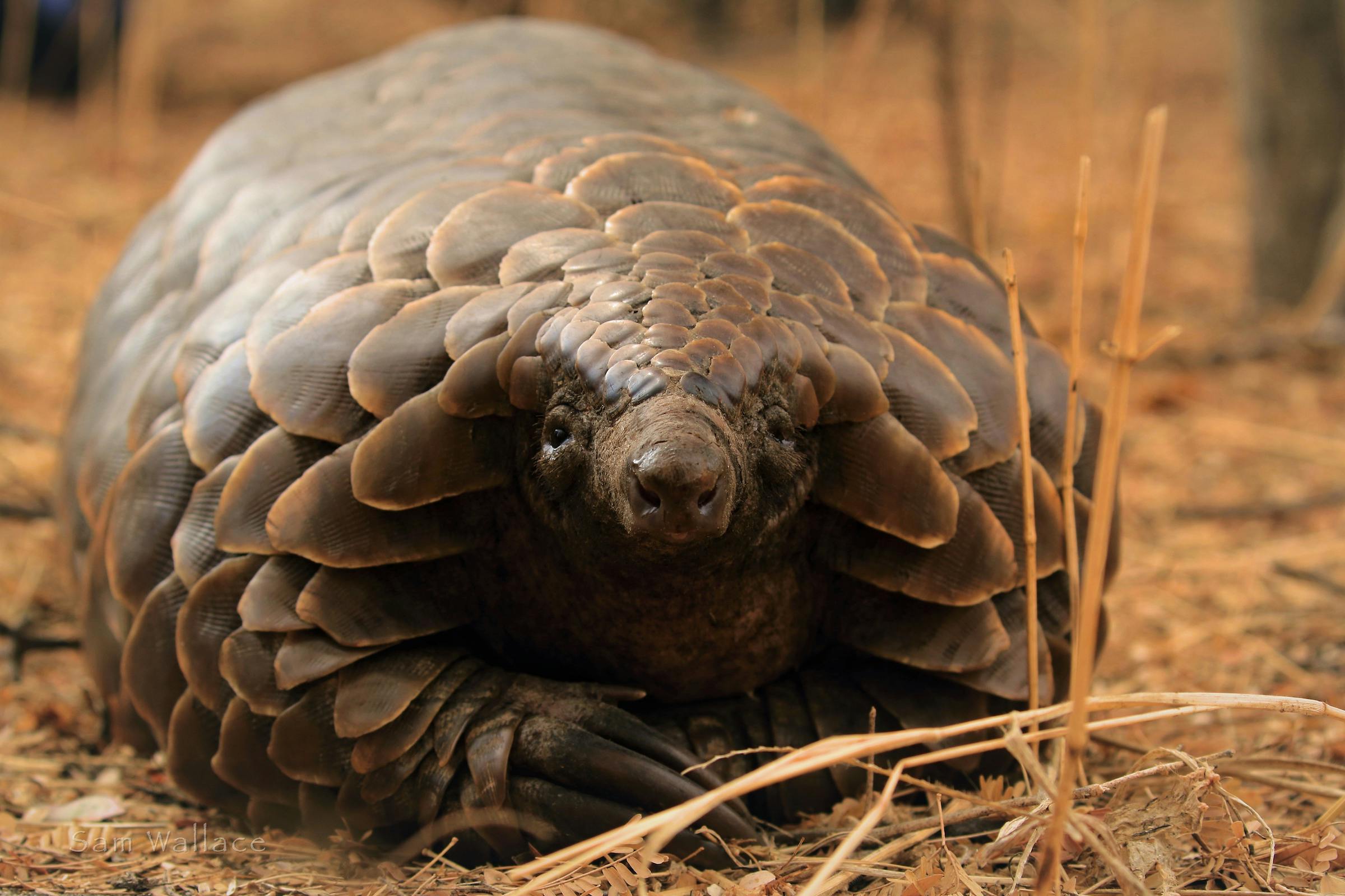 Watch the Pangolin Crisis Fund's Wildlife Conservation Expo Talk