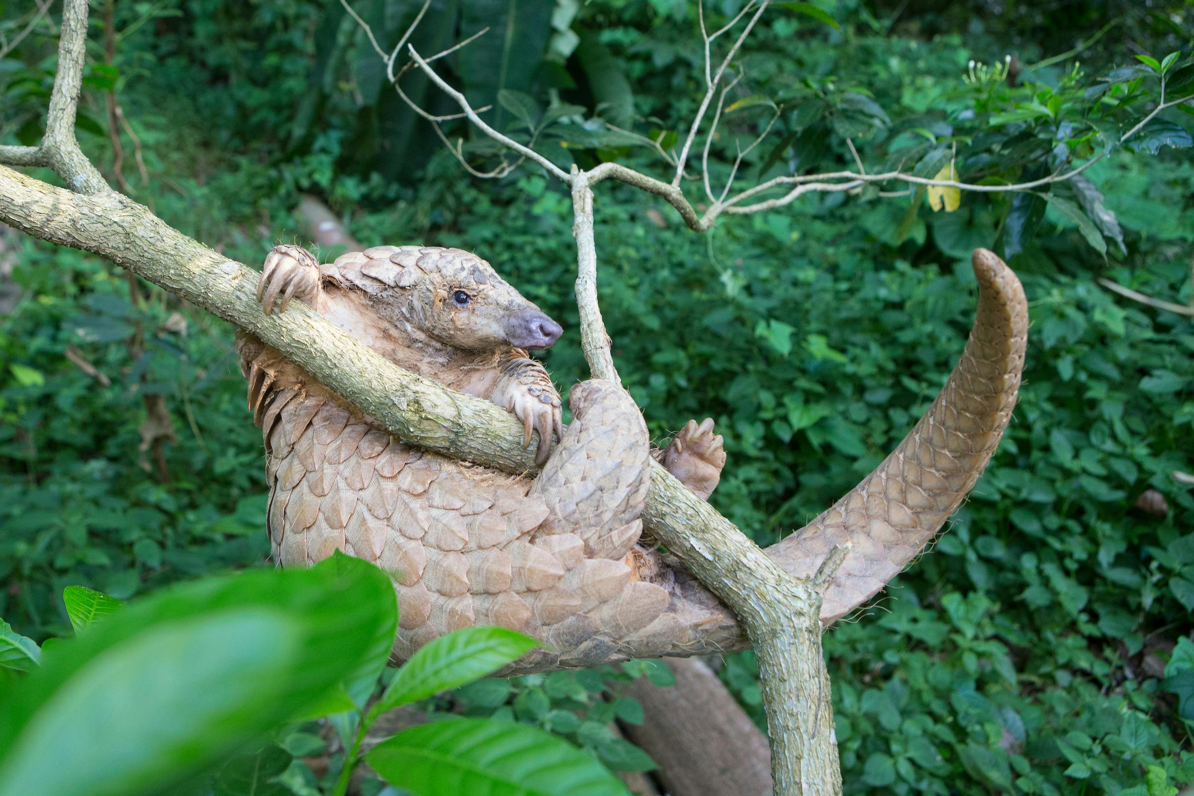 Tales of the Pangolin Tail