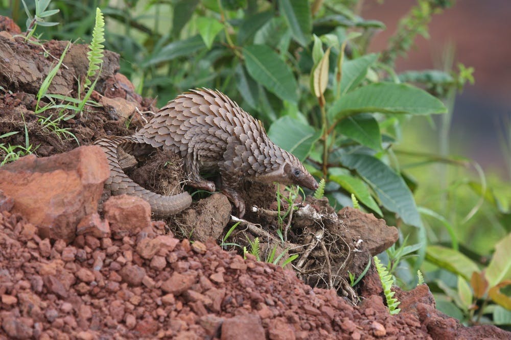Protecting Endangered Giant and White-bellied Pangolins in Nigeria