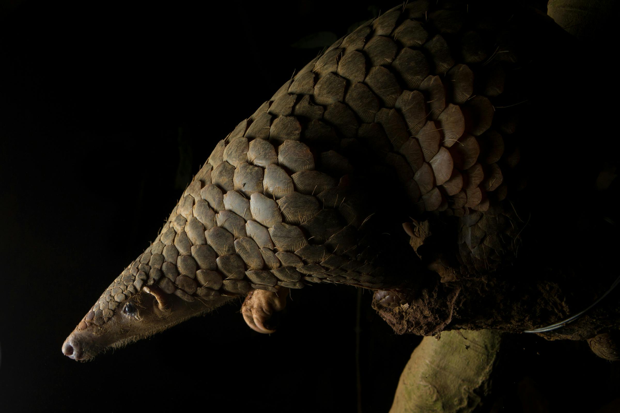 So, are Pangolins a Reptile or a Type of Armadillo?