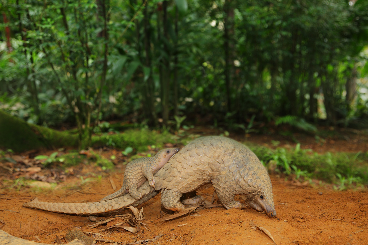 pangolin baby