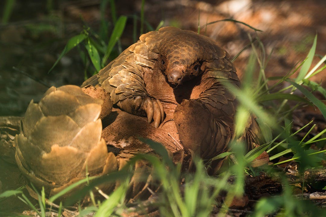 Protecting Pangolins by Ending Use in TCM