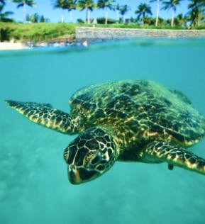 Dive into Sea