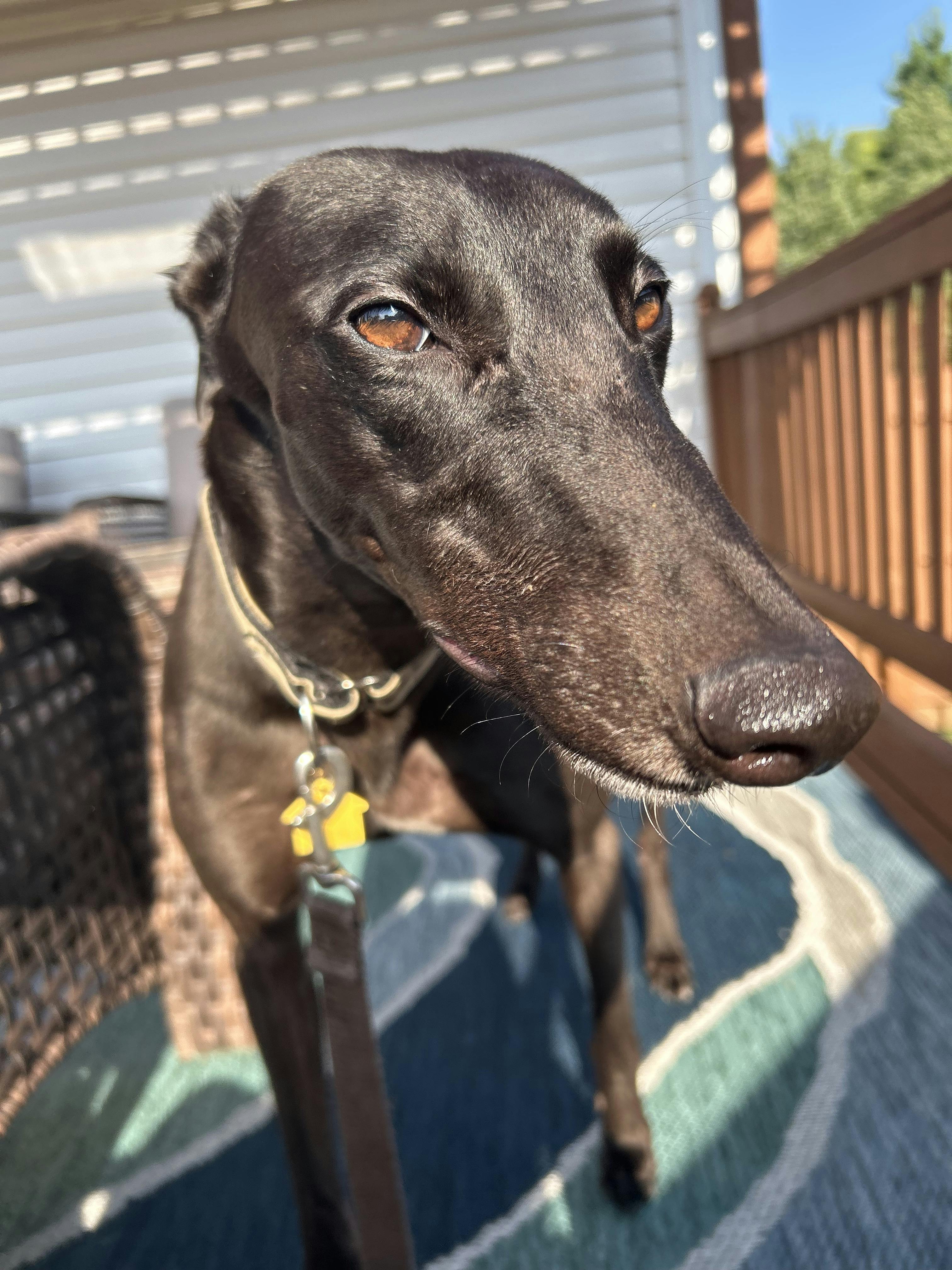 Cosmo