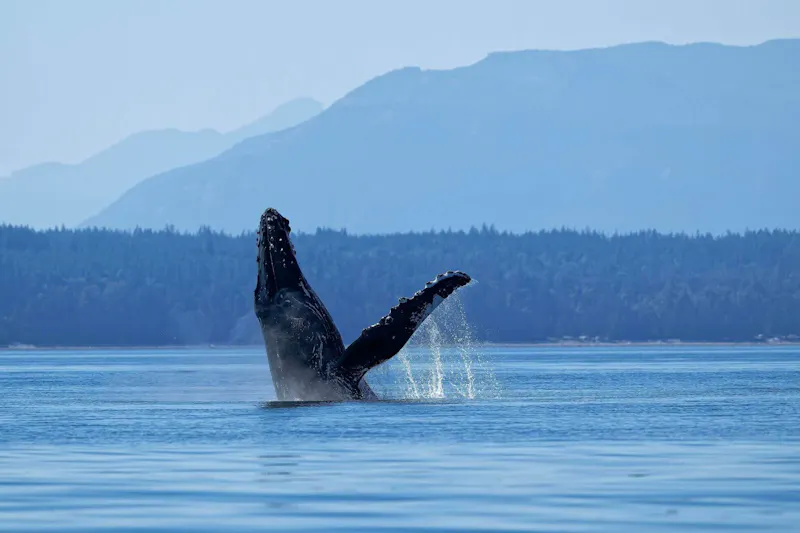 Fossil Fuel Threats to the Ocean: Marine Life and Coastal Communities at Risk