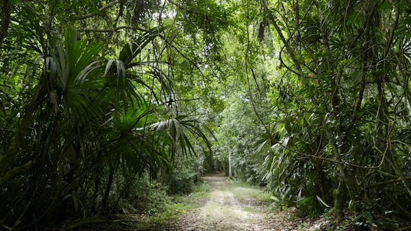 Oil and Gas Expansion Threats to Tropical Forests and the Global Call for Fossil Free Exclusion Zones