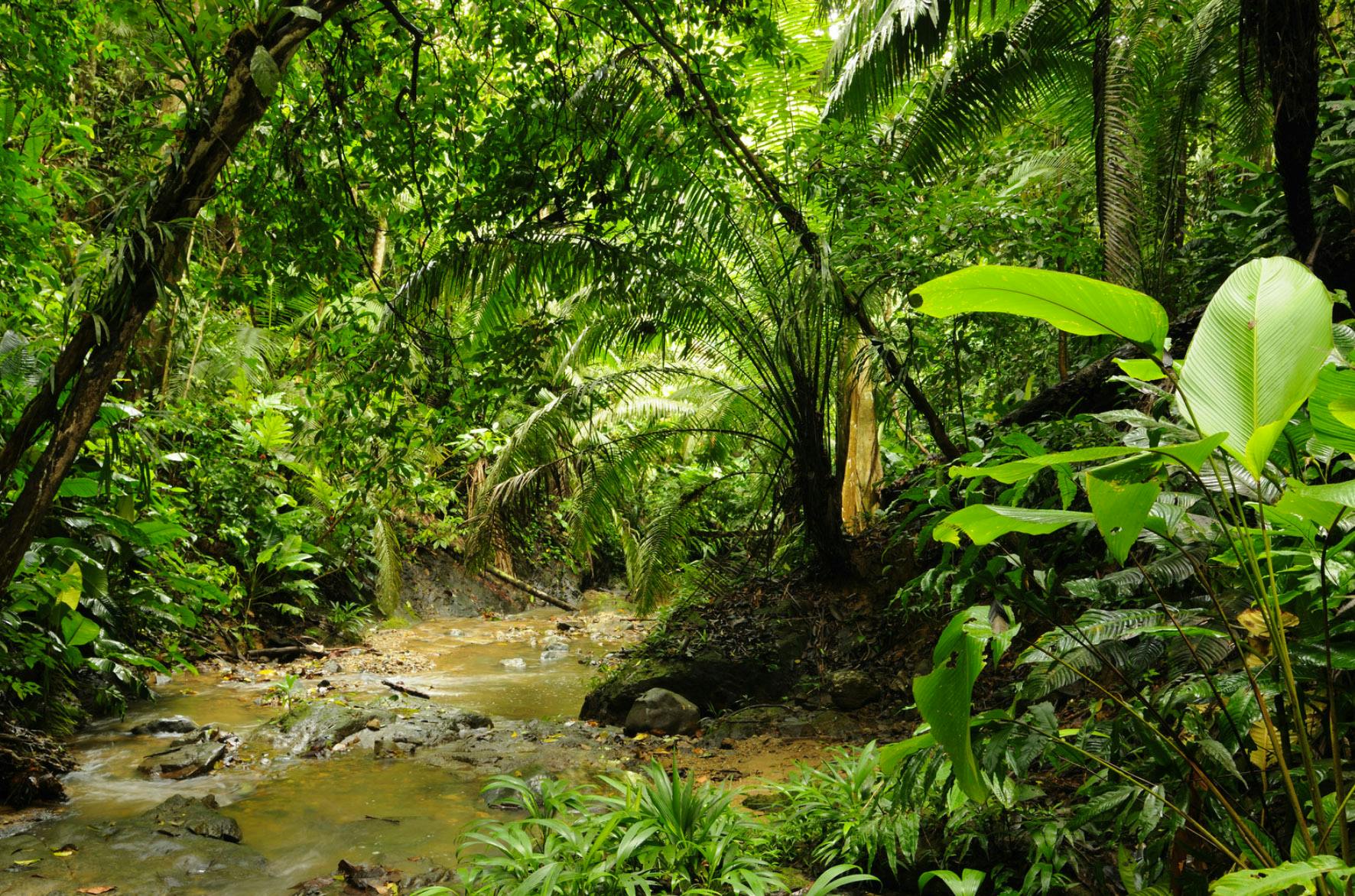 COP29: Protect Key Biodiversity Areas from irreversible damage, urge Indigenous and civil society leaders on Nature Day