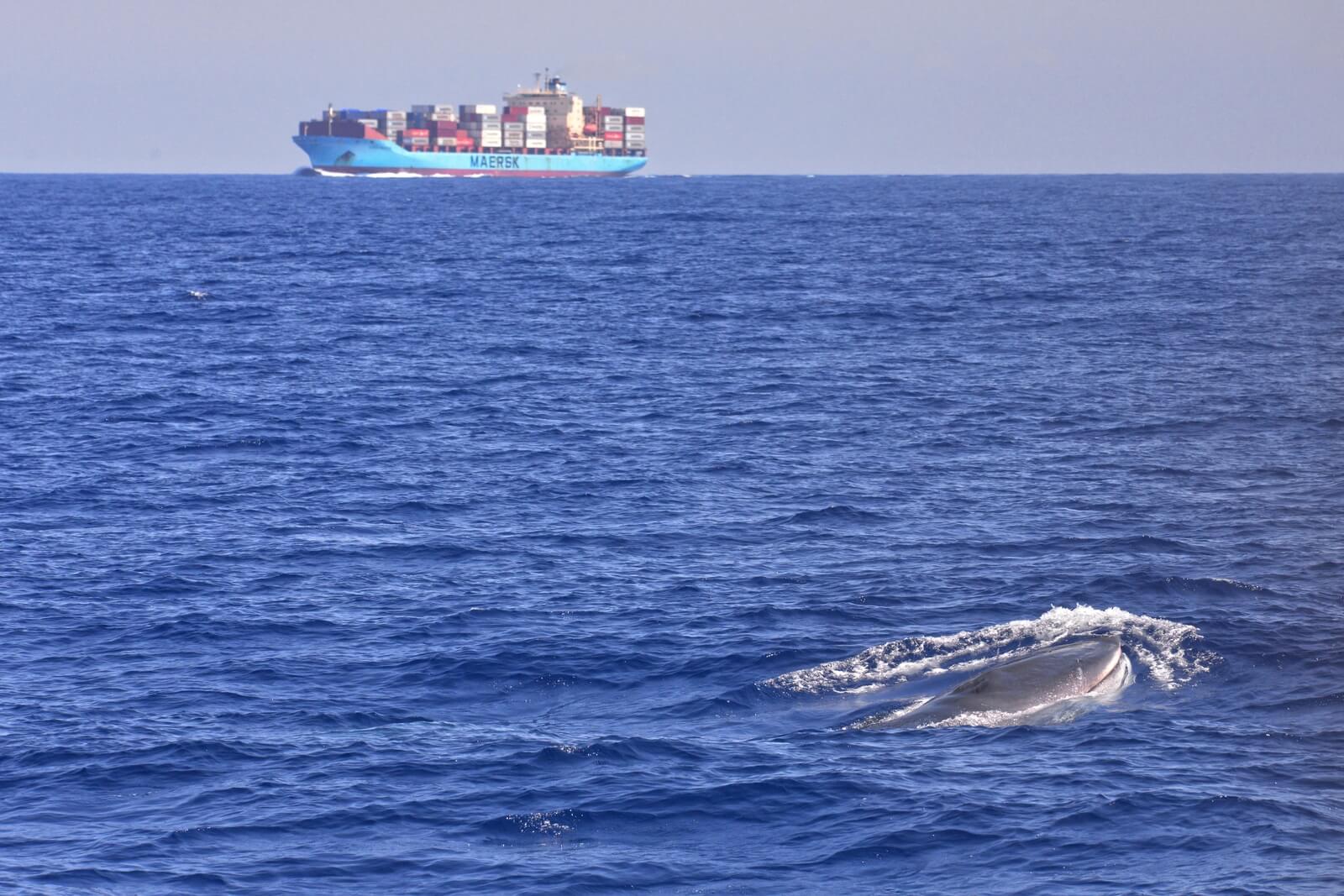 Fin whale (Balaenoptera physalus) swimming with a shipping container in the background.