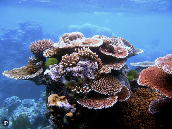 Oceans Frontiers at Risk: Report Release