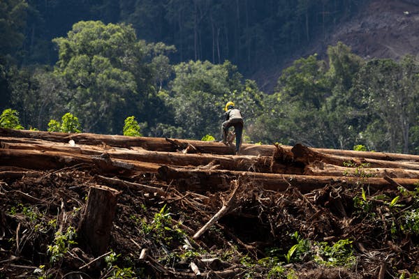 Unheeded Warnings: Forest Biomass Threats to Tropical Forests in Indonesia and Southeast Asia